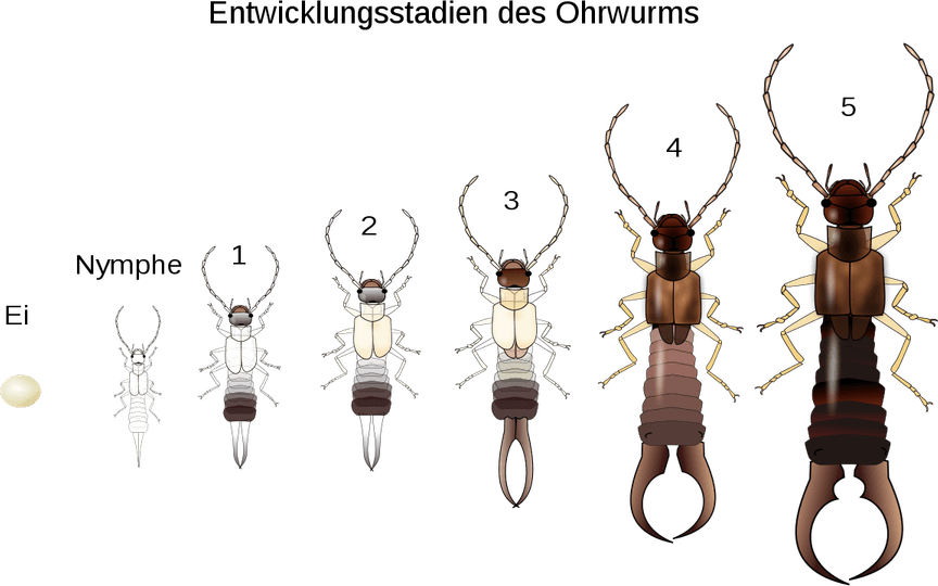 Earwig PNG