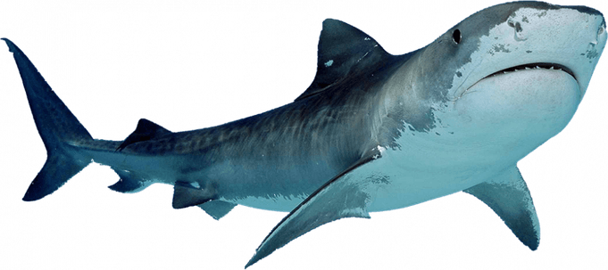 Bull Shark PNG