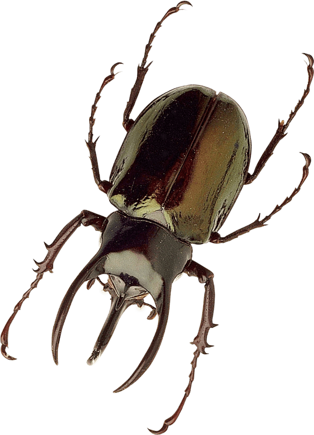 Insect PNG