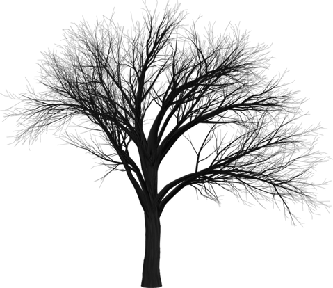 Night Tree PNG