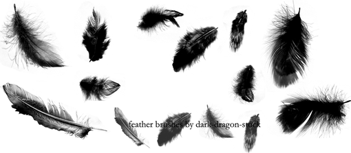 Feathers PNG