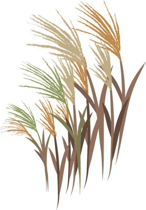 Wild Grass PNG