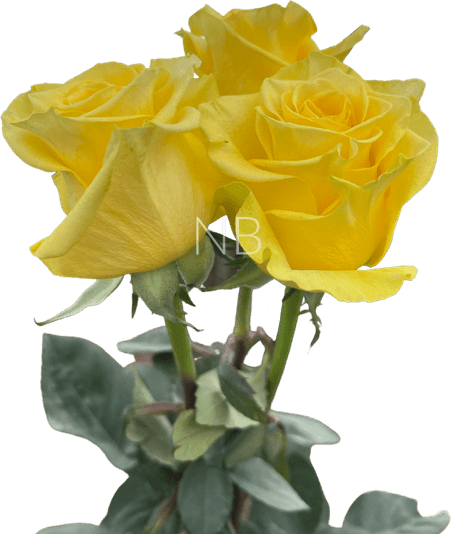 Rose Yellow PNG