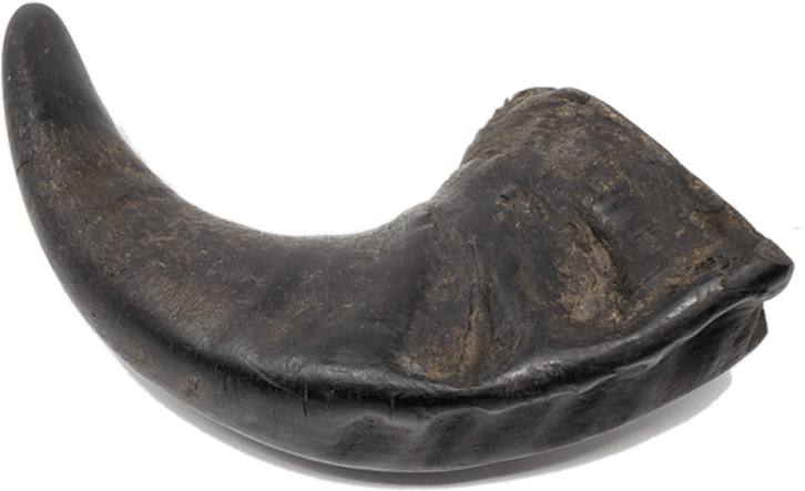 Buffalo Horns PNG