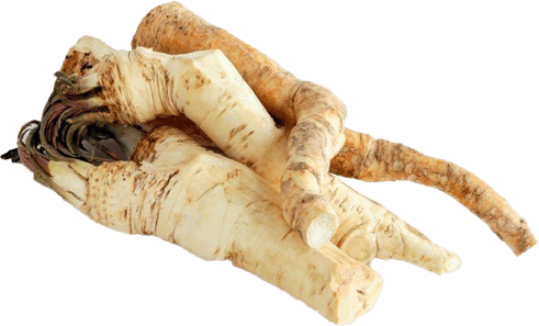 Horseradish PNG