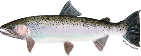 Rainbow Trout PNG