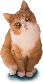 Stressed Cat PNG