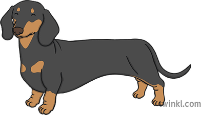 Dachshund PNG