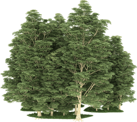 3d Tree PNG