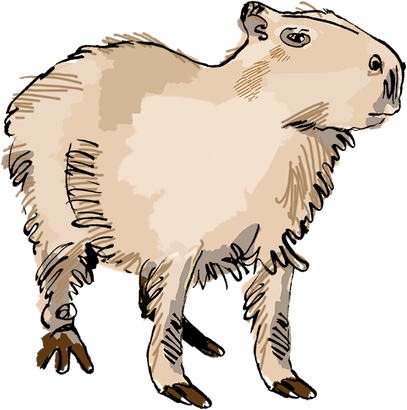 Capybara PNG