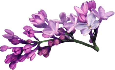 Lilacs PNG