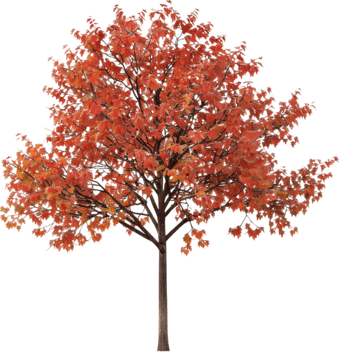 Red Tree PNG