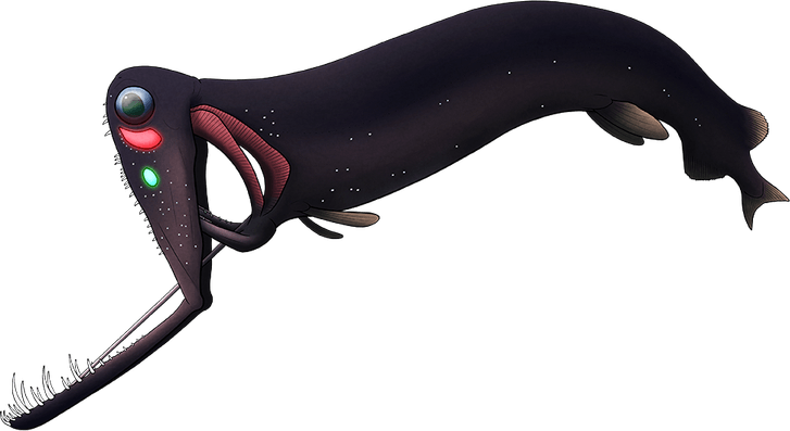 Weird Fish PNG