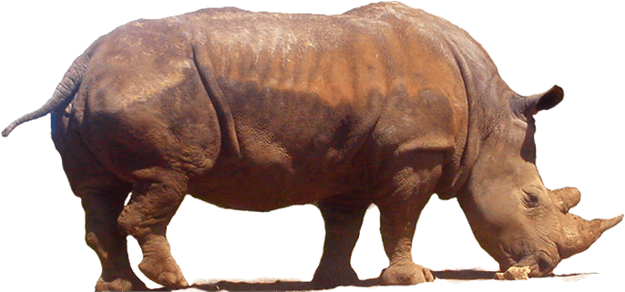 Rhinoceros PNG