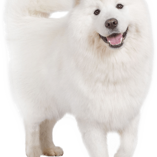 Samoyed Dog PNG