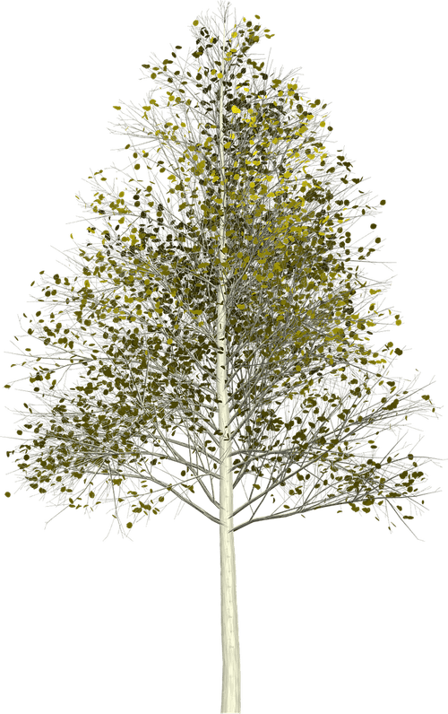 Aspen Tree PNG