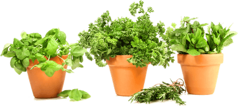 Basil Leaf PNG