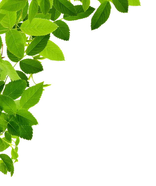 Aesthetic Leaves PNG