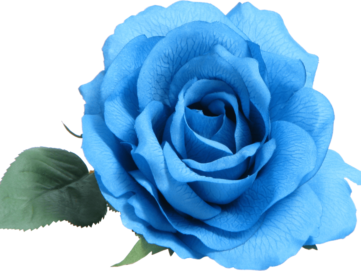 Blue Roses PNG