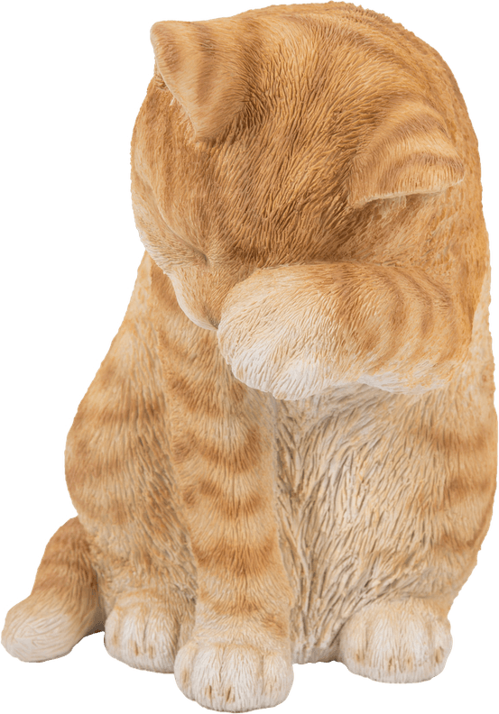 Brown Tabby Cat PNG