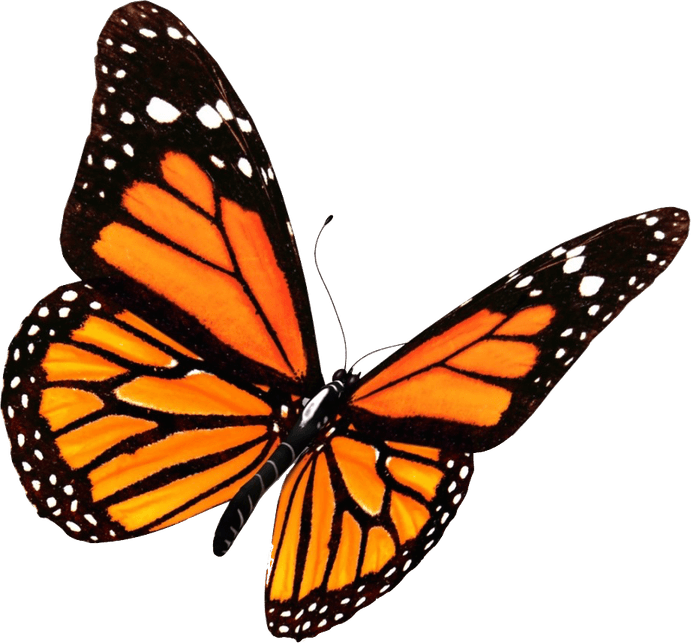 Golden Butterfly PNG