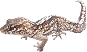 Worm Lizards PNG