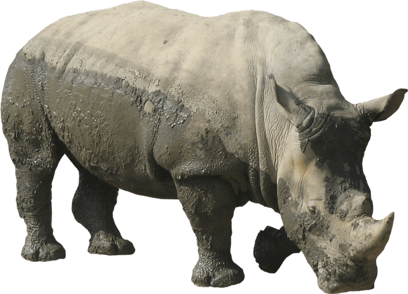 Rhinoceros PNG