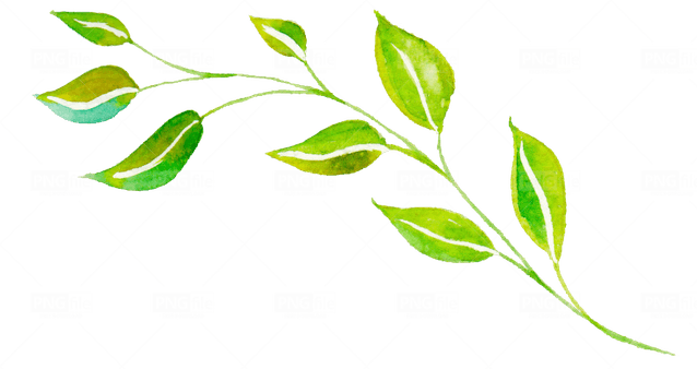 Watercolor Leaves PNG
