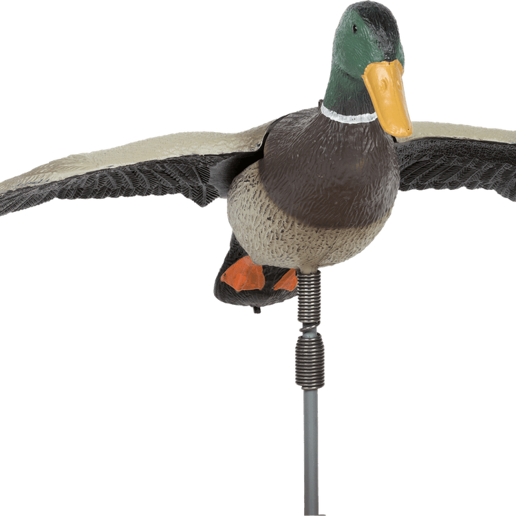 Mallard PNG