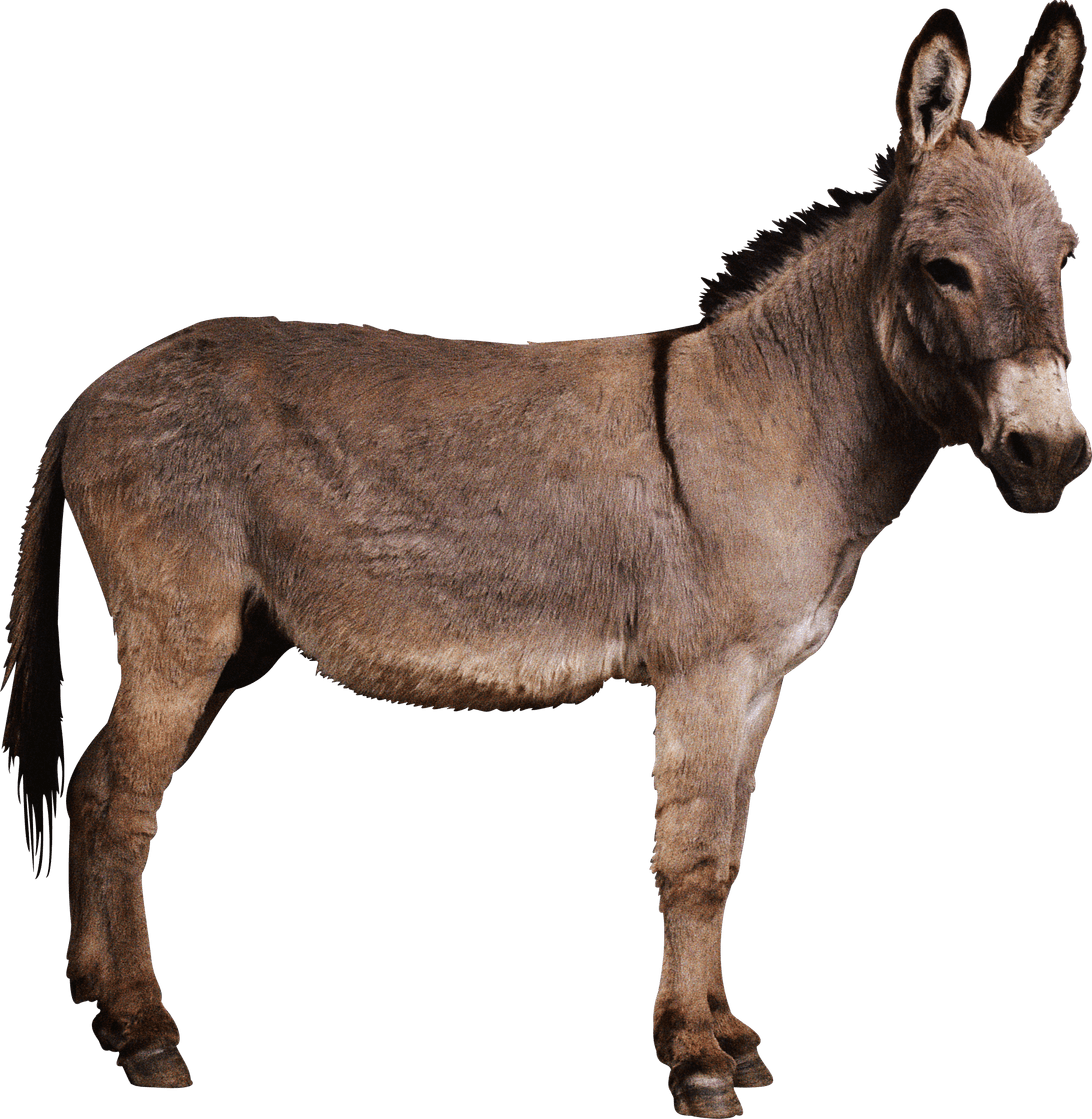Donkey PNG