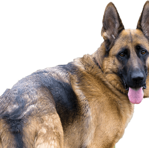 German Shepherd PNG