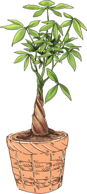 Prosperity Fortune Tree PNG