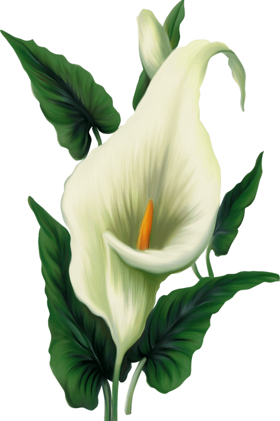 Callalily PNG