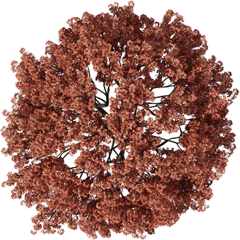 Tree Top View PNG
