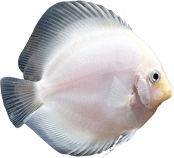 Ornamental Fish PNG