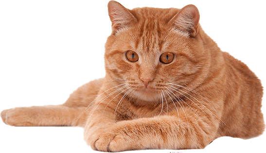 Orange Cat PNG