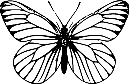 Butterfly Outline PNG