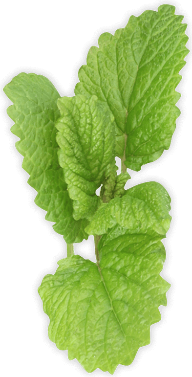 Mint Leaf PNG