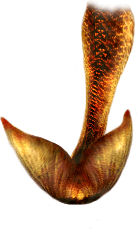 Mermaid Tail PNG