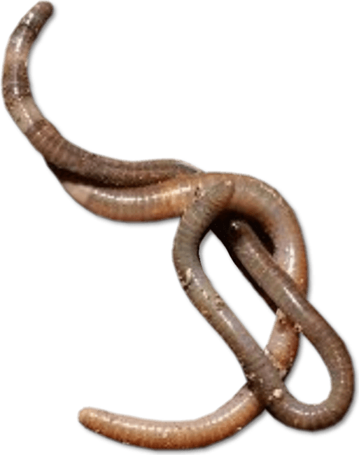 Caecilians PNG