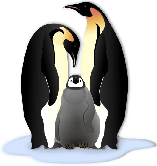 King Penguin PNG
