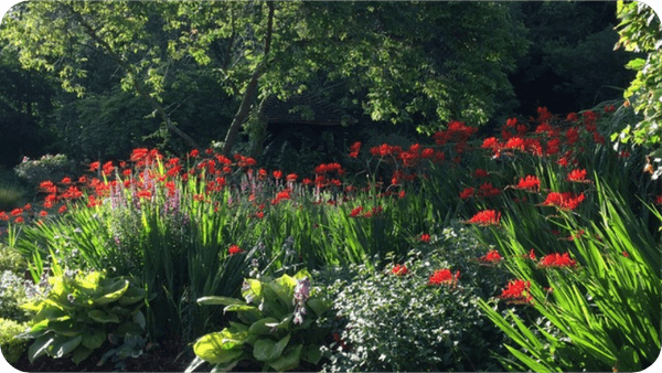 Flower Garden PNG