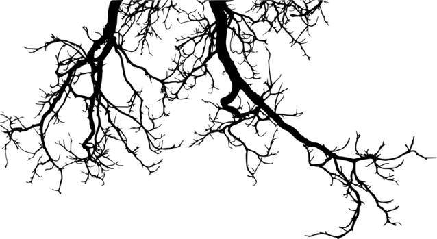 Branches PNG
