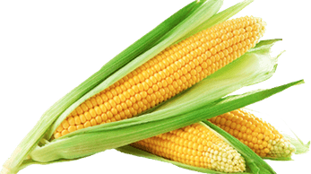 Corn PNG