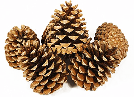 Conifer Cone PNG