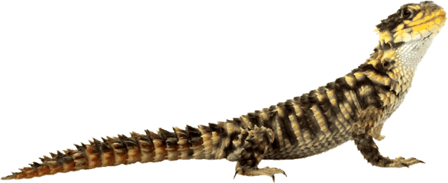 Worm Lizards PNG