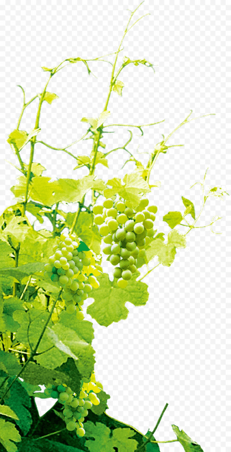 Vines PNG