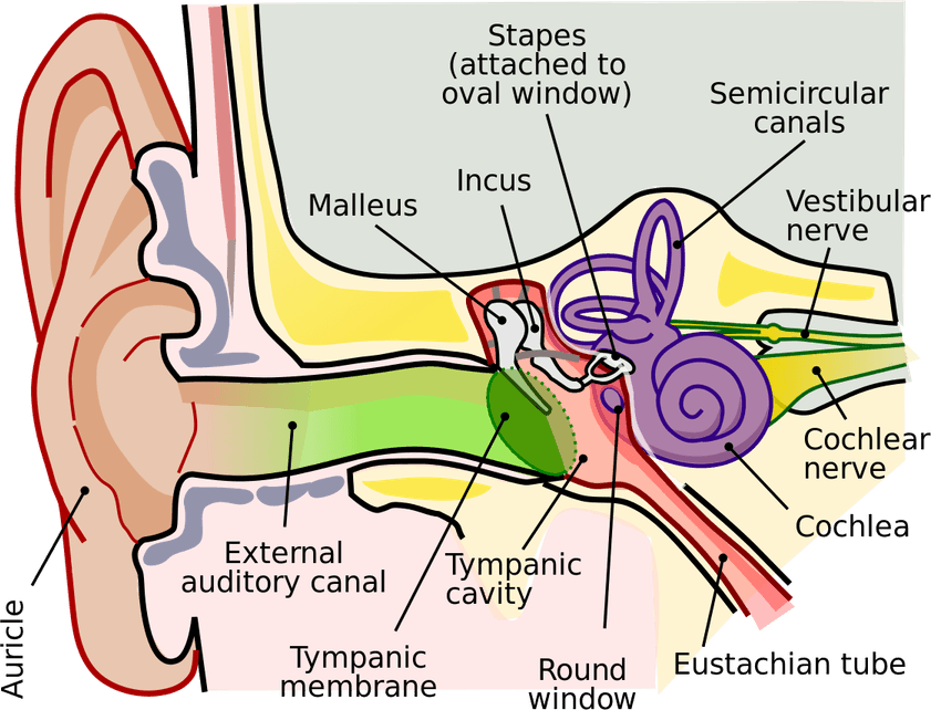Ears PNG
