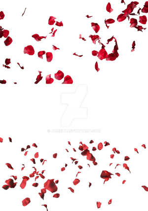 Rose Petals PNG