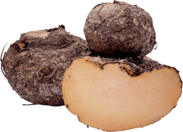Elephant Root Yam PNG